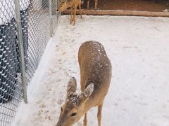 -长白山万达喜来登度假酒店