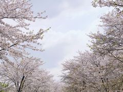 -上海辰山植物园