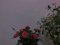 -溪岸路花鸟市场