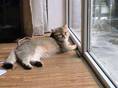 -喜多萌中农锦绣动物医院24H·猫科·牙科MRI·CT