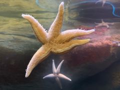 -瑞普利水族馆