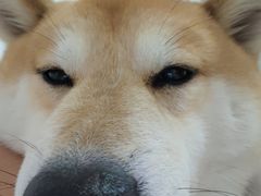 -是阿柴呀！柴犬咖啡·爱喵喵猫咖