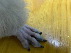 -圣宠动物医院·犬猫专科·影像中心·外科中心