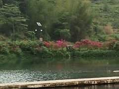-靖西鹅泉风景区