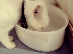 -猫色咖啡·猫咖