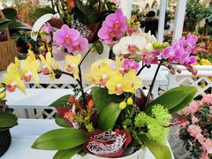 -荷兰花海