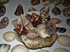 -贝壳沙滩