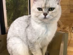 -喵屿·大理花园猫咖