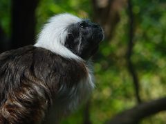 -广州长隆野生动物世界