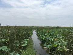 -鄱阳湖国家湿地公园