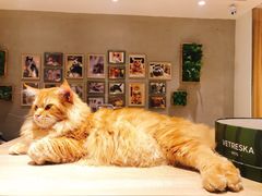 -藏猫猫咖啡主题馆(中央大道店)