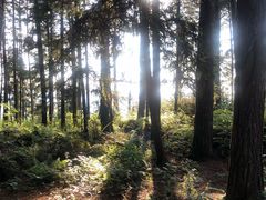 -重庆睡佛山森林公园