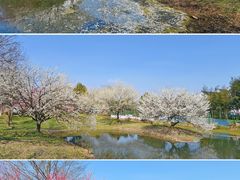 -花开海上生态园
