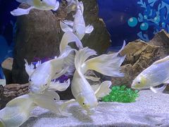 -绿色星球动物主题公园
