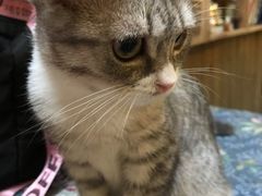 -猫色咖啡·猫咖