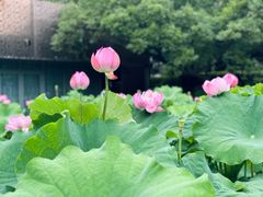 -陈家山荷花公园