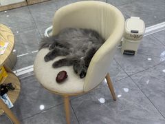 -爱洗澡的猫(天河路店)