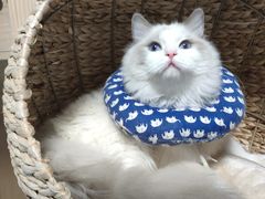 -康乐宝动物医院