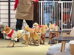 -逗柴咖啡屋·狗咖猫咖宠物桌游