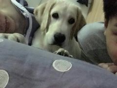 -翊宠yipet猫狗购宠庄园犬舍•猫舍