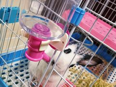 -北京观赏动物医院·24小时大型综合·猫专科·异宠专科