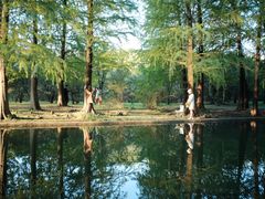 -上海共青森林公园