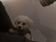 -喜多萌中农锦绣动物医院24H·猫科·牙科MRI·CT
