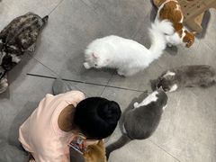 -飞行喵MR PILOT|猫舍·猫咖(静安大融城店)