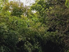 -望江楼公园