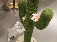 -飞行喵MR PILOT|猫舍·猫咖(静安大融城店)
