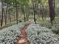 -铁山坪森林公园