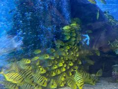 -太平洋海底世界