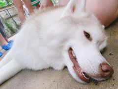 -TrueLove @ Neverland (Husky Cafe)