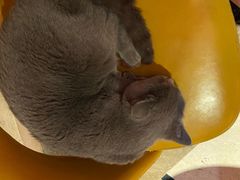 -猫色咖啡·猫咖