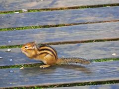 -五营红松林海景区