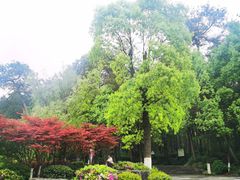 -铁山坪森林公园