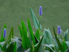 -荔湾湖公园