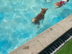 -汪说喵讲宠物乐园宠物酒店(红星美凯龙店)