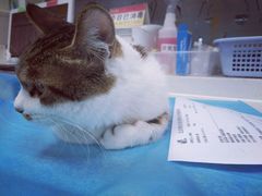 -纳吉亚猫专科动物诊疗中心(蒋宅口分院)