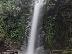 -莫里热带雨林景区
