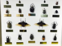 -上海昆虫博物馆