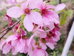 -天适樱花悠乐园