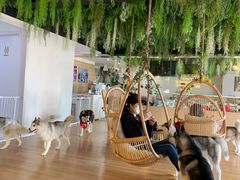 -Husky Go! 哈士奇体验馆·宠物咖啡厅狗咖