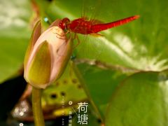 -上海辰山植物园