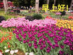 -深圳仙湖植物园