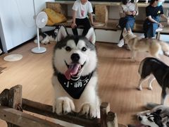 -Husky Go! 哈士奇体验馆·宠物咖啡厅狗咖
