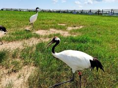 -盐城丹顶鹤湿地生态旅游区