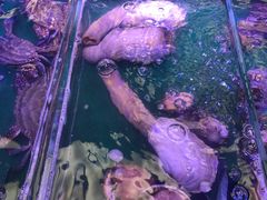 -盒马鲜生(大成店)