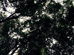 iphone_upload_pic-鼎湖山风景区