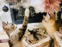 -momokira米努特·德文卷毛猫·棉花面纱犬